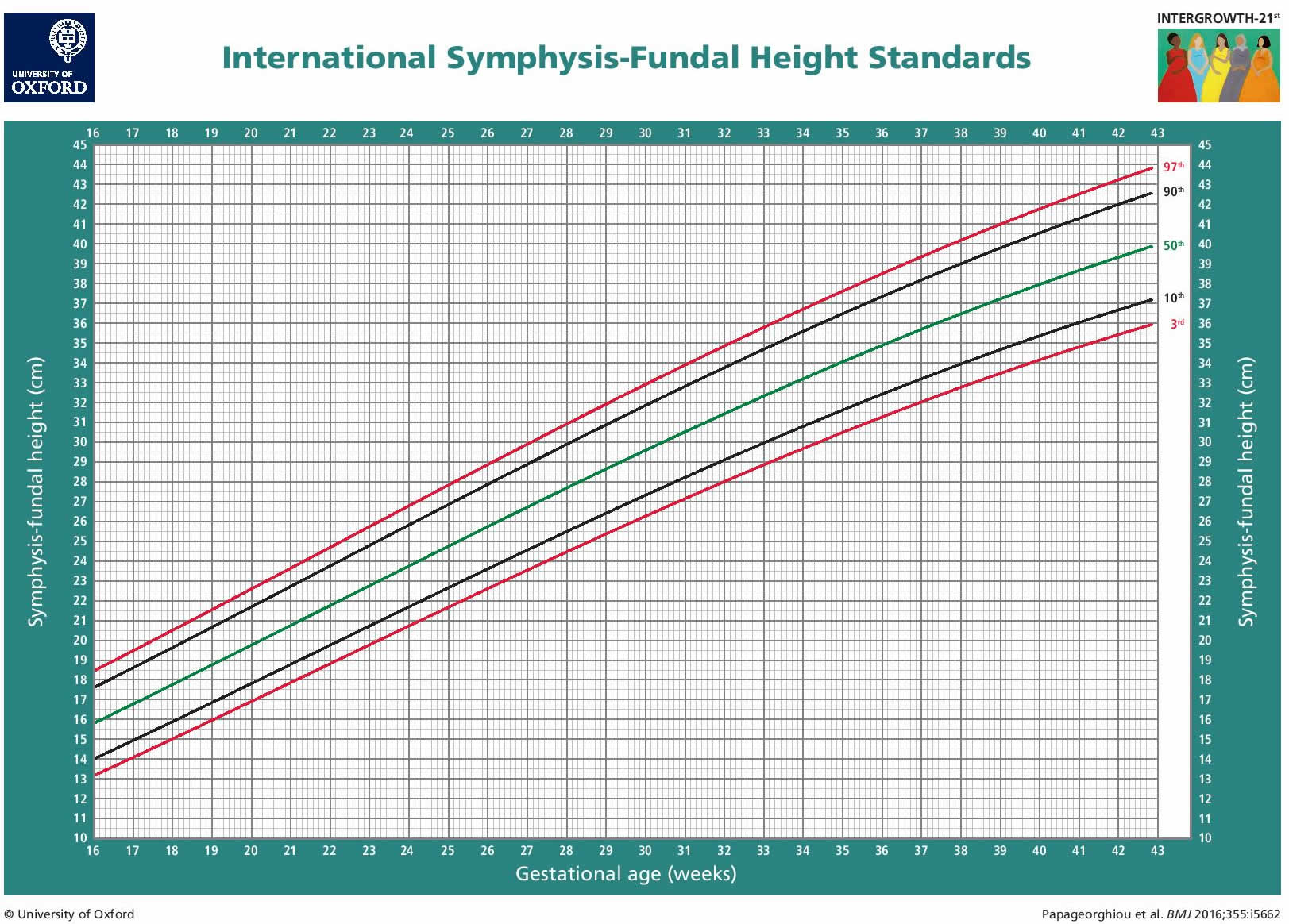 Fundal Height Chart